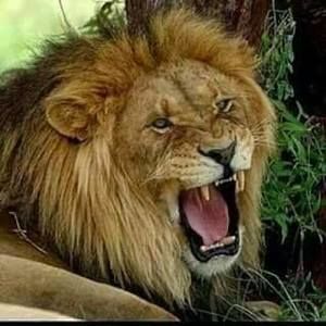 Meet your Posher, Leonides